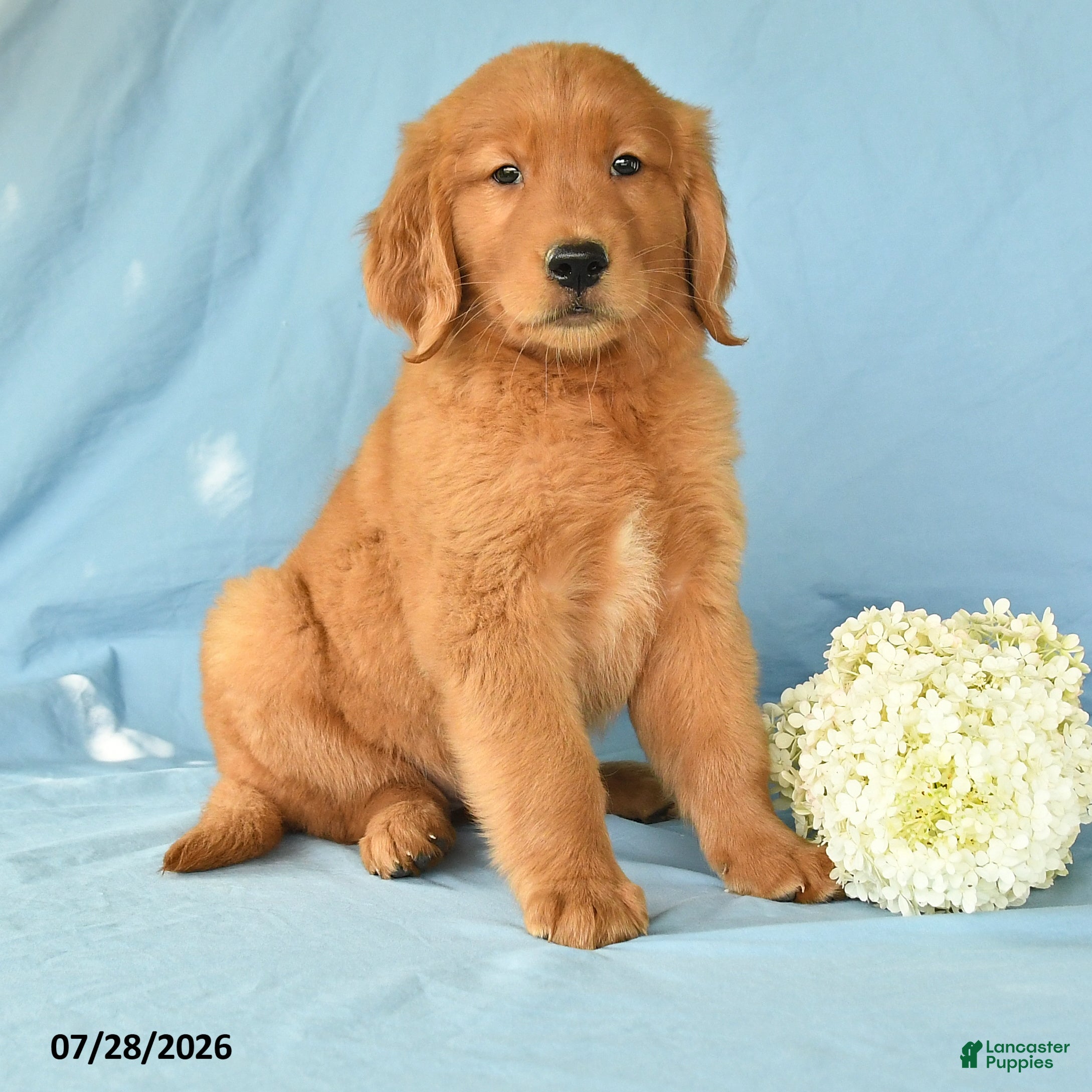 Golden Retriever dogs Macy - Ad 2