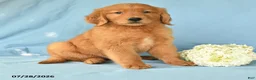 Golden Retriever dogs for sale: Macy - Ad 2