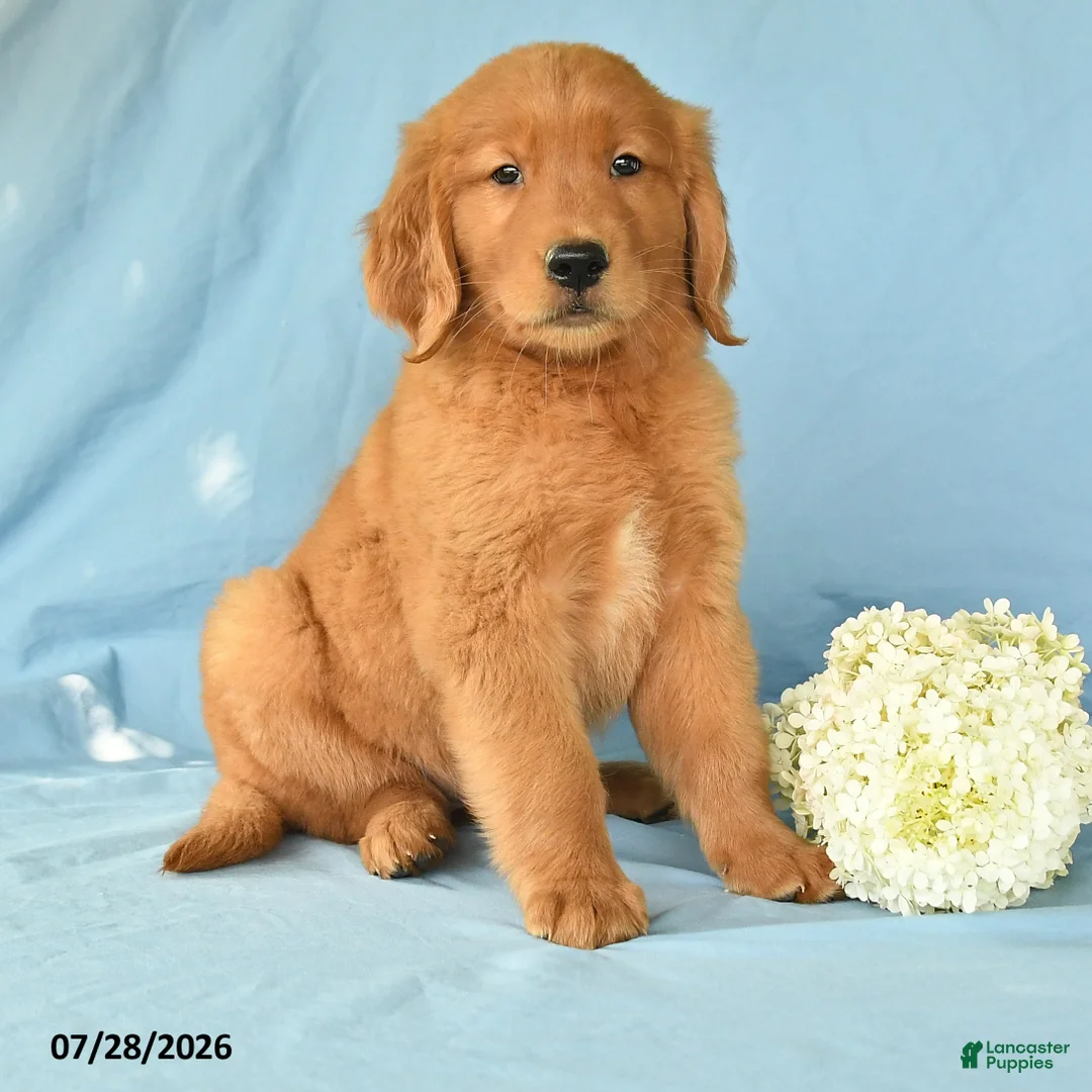 Golden Retriever dogs for sale: Macy - Ad 2