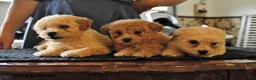Bichpoo dogs for sale: Krystal - Ad 5