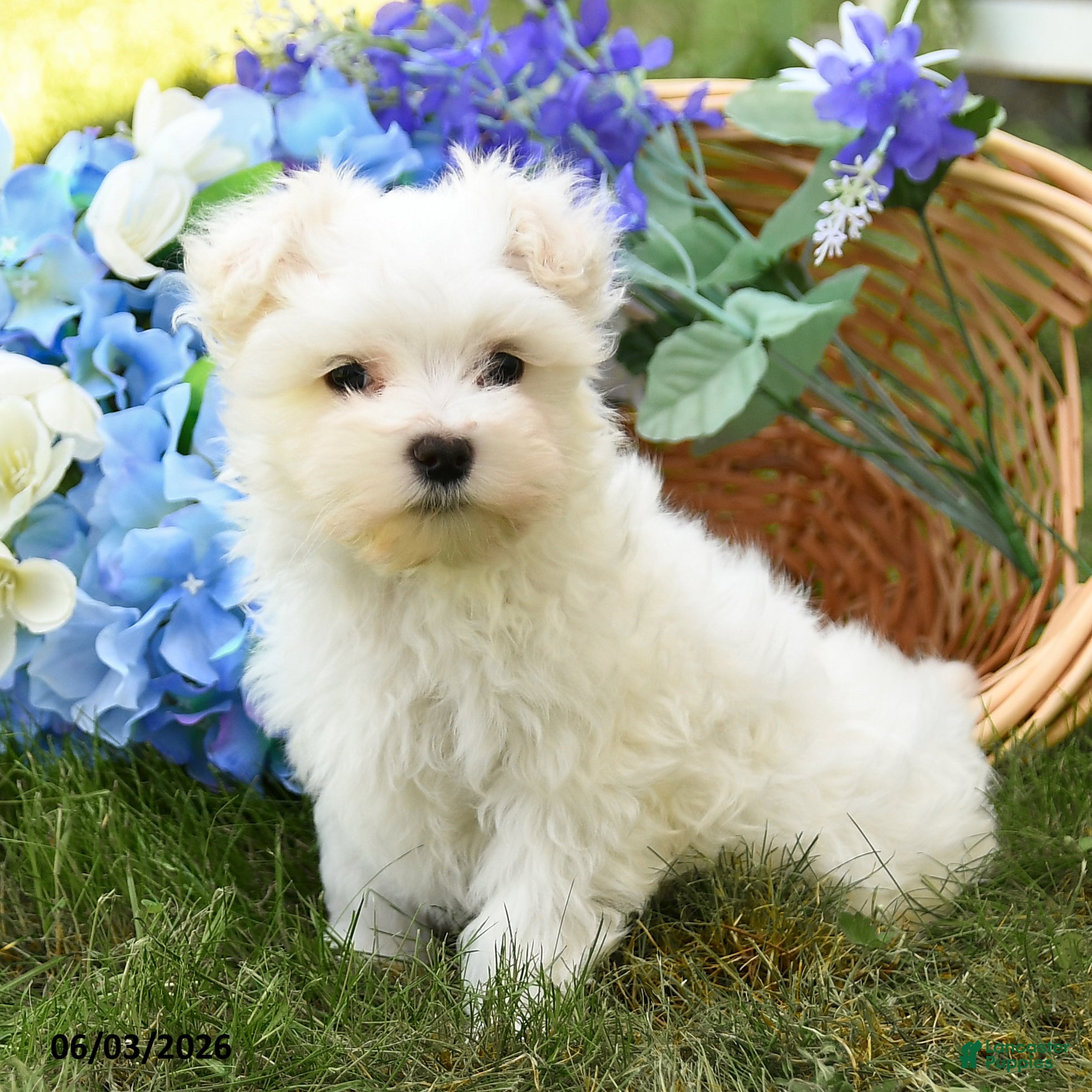 Maltese dogs Cupcake - Ad 2