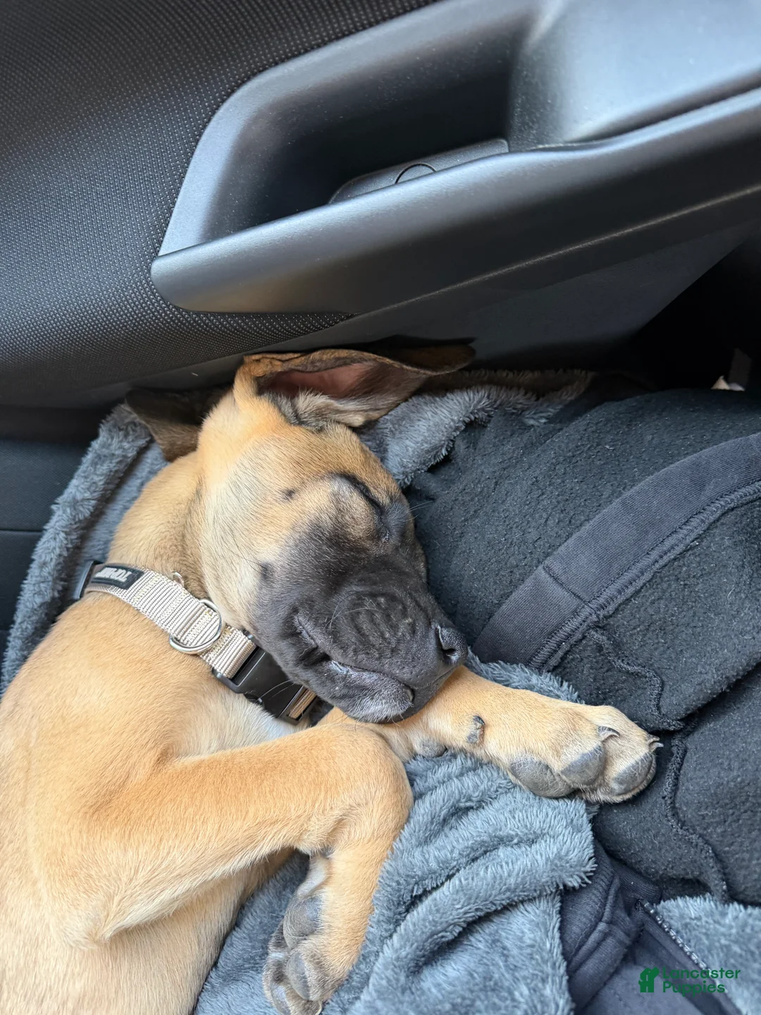 Mixed Breed dogs for sale: Mixed Breed Puppy 1 - Ad 1