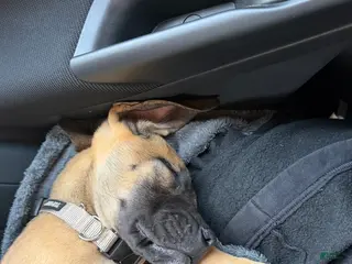 Mixed Breed dogs Mixed Breed Puppy 1 - Ad 36