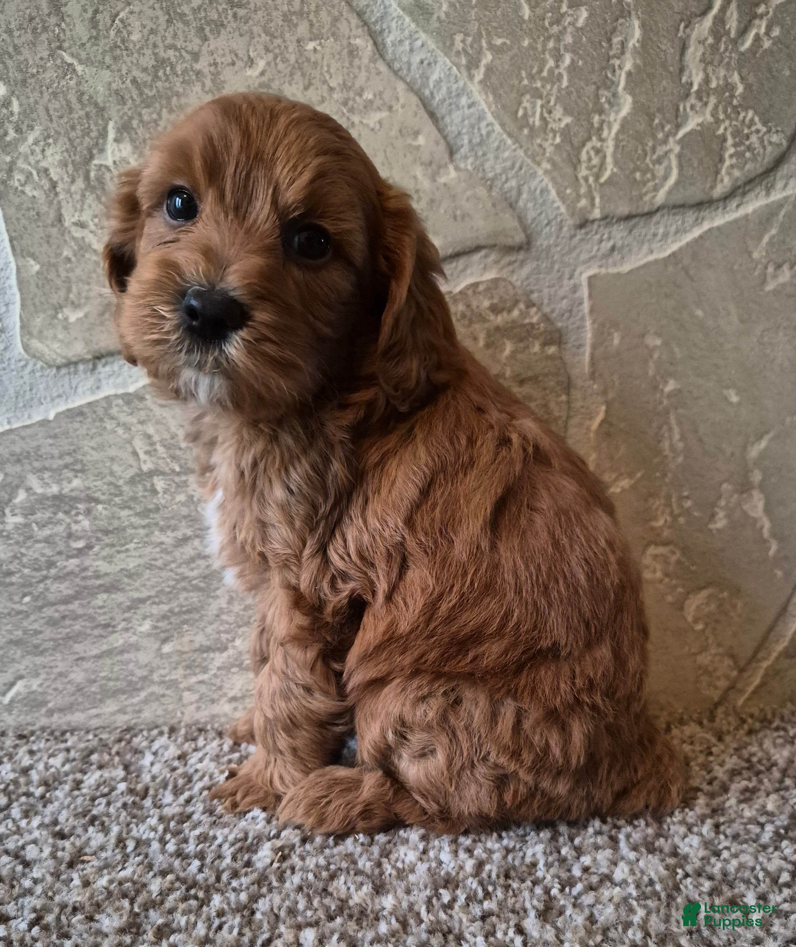 Cavapoo dogs Cinnamon  - Ad 2