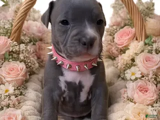 American Pit Bull Terrier dogs Brooklyn - Ad 11