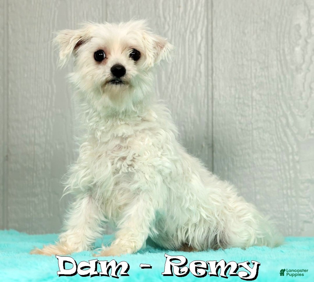 Maltese dogs for sale: Chloe - Ad 10