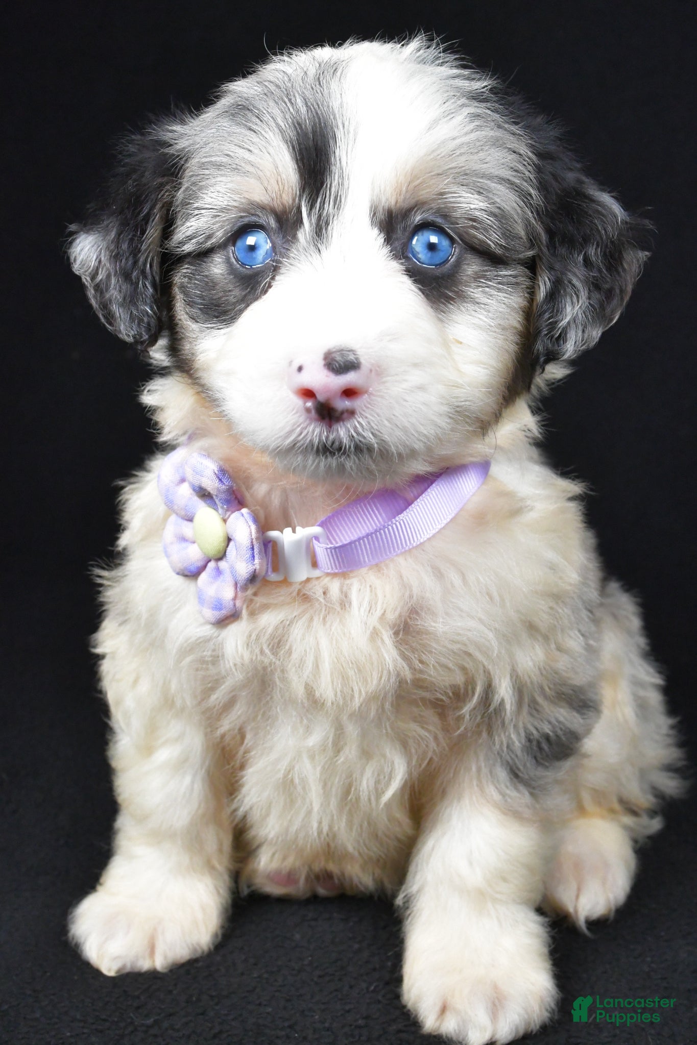 Mini Aussiedoodle dogs Wulu - Ad 1