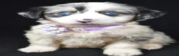 Mini Aussiedoodle dogs for sale: Wulu - Ad 1