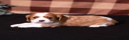 Cavalier King Charles Spaniel dogs for sale: Talon - Ad 3