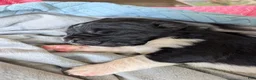 Newfoundland dogs for sale: Hudson - Ad 2