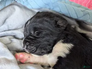 Newfoundland dogs Hudson - Ad 39