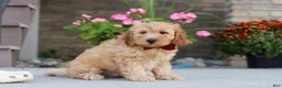 Miniature Labradoodle dogs for sale: Jasper - Ad 3