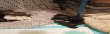 Chihuahua 3