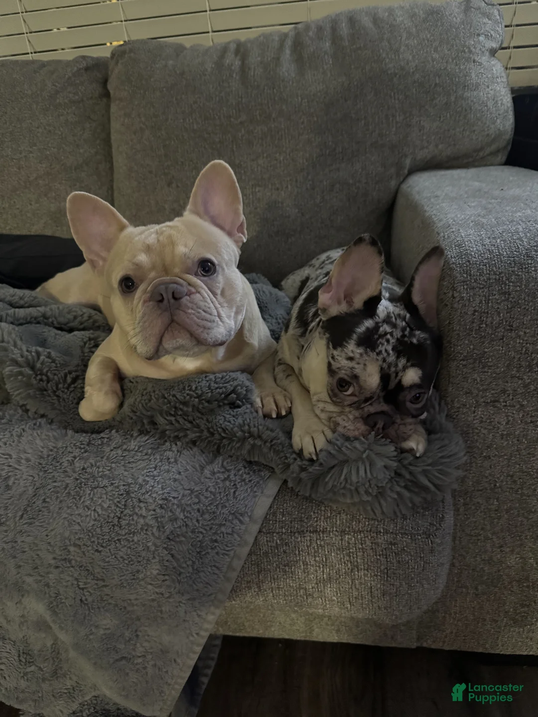 French Bulldog dogs for sale: Rowan - Ad 3