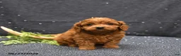 Cavapoo dogs for sale: Link - Ad 5