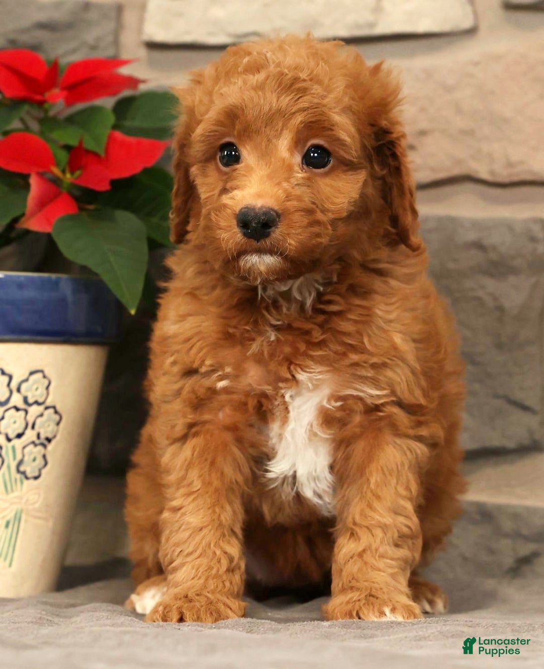 Mini Goldendoodle dogs for sale: Ember - Ad 5