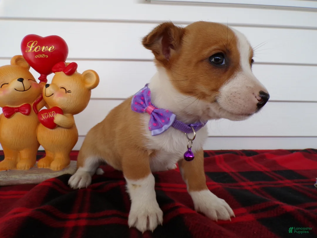 Jack Russell Terrier dogs for sale: Jack Russell Terrier Puppy 4 Queenie - Ad 3