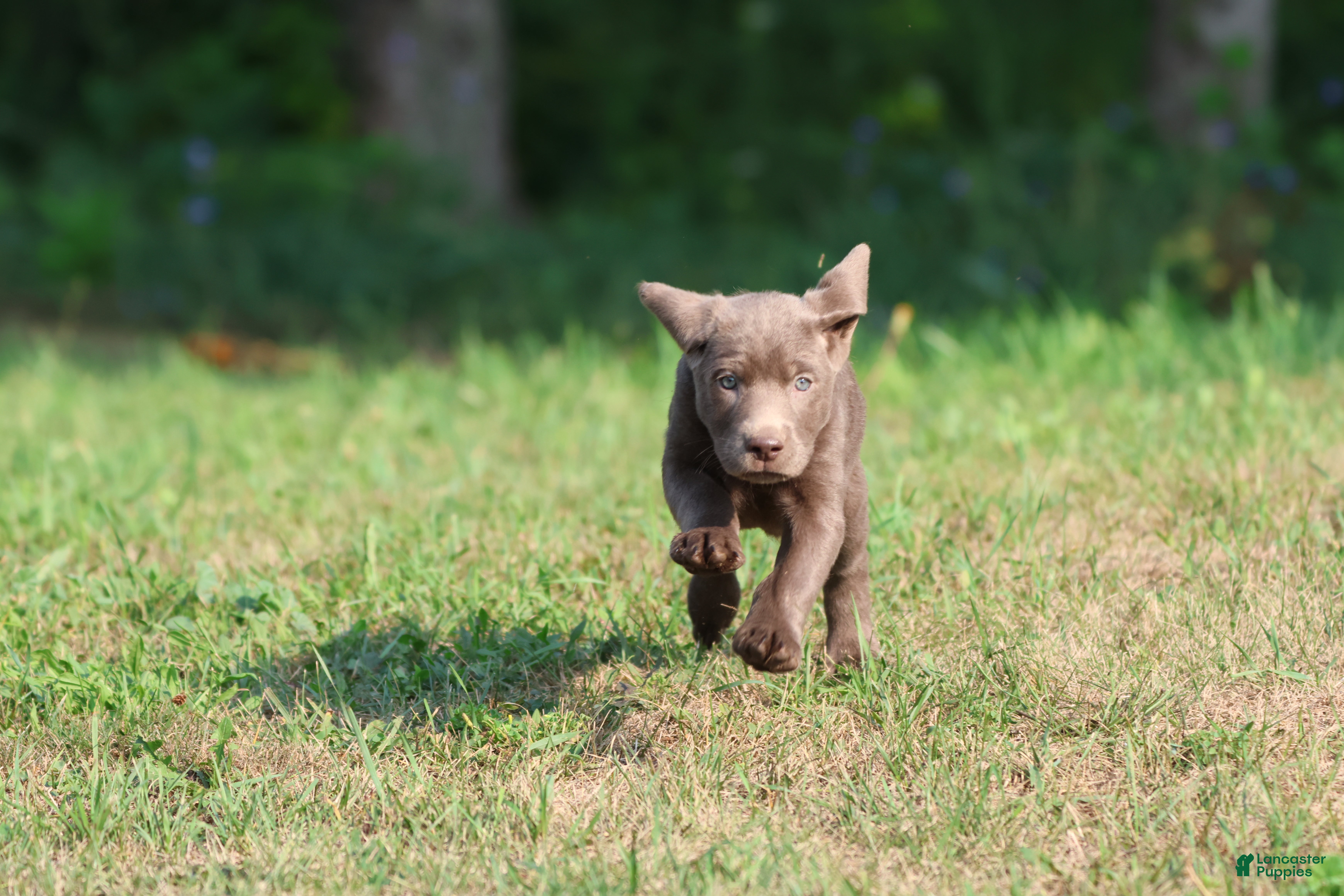 Labrador Retriever dogs Duchess - Ad 2