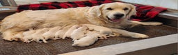 Golden Retriever dogs for sale: Parker - Ad 5
