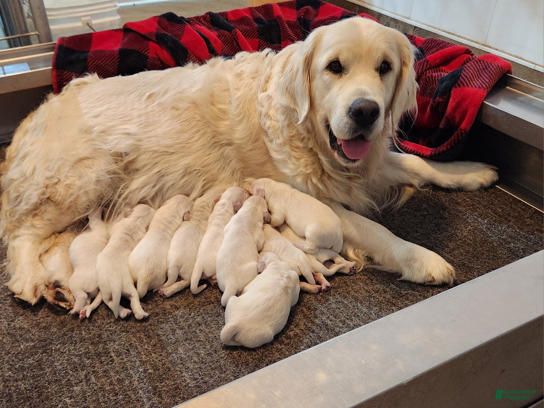 Golden Retriever dogs for sale: Parker - Ad 5