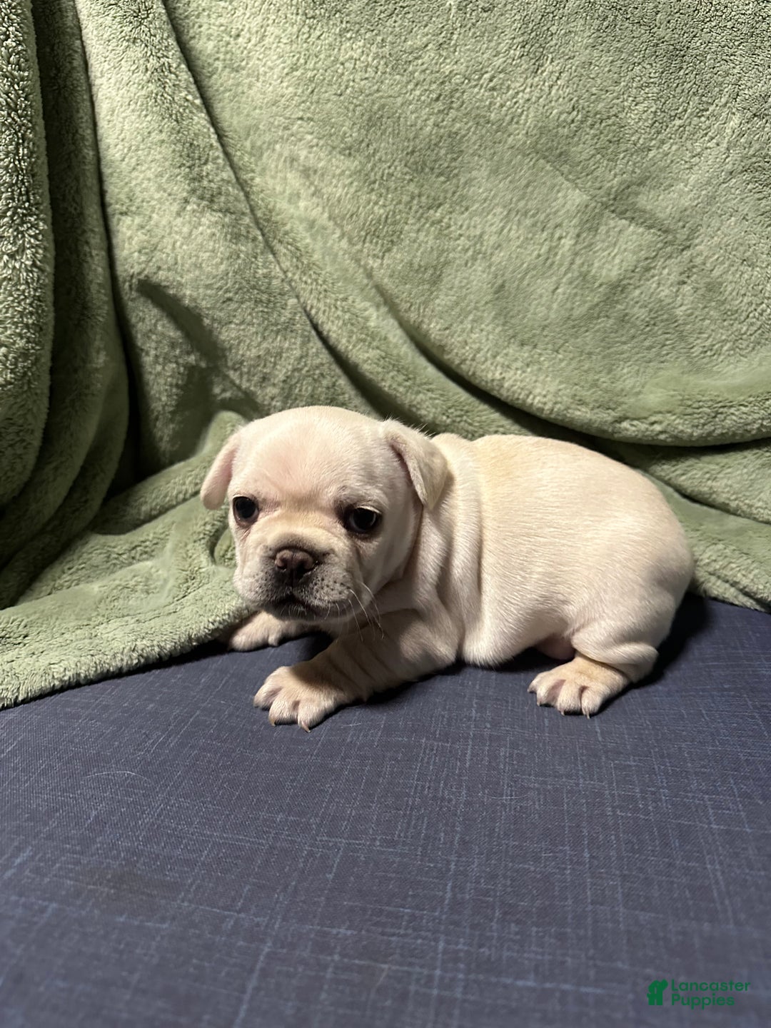 French Bulldog dogs for sale: Pierre - Ad 2