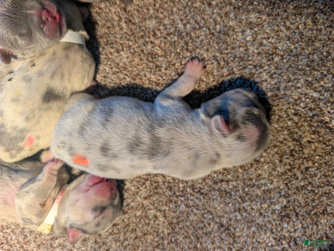 French Bulldog dogs for sale: Bagel - Blue Merle  - Ad 2