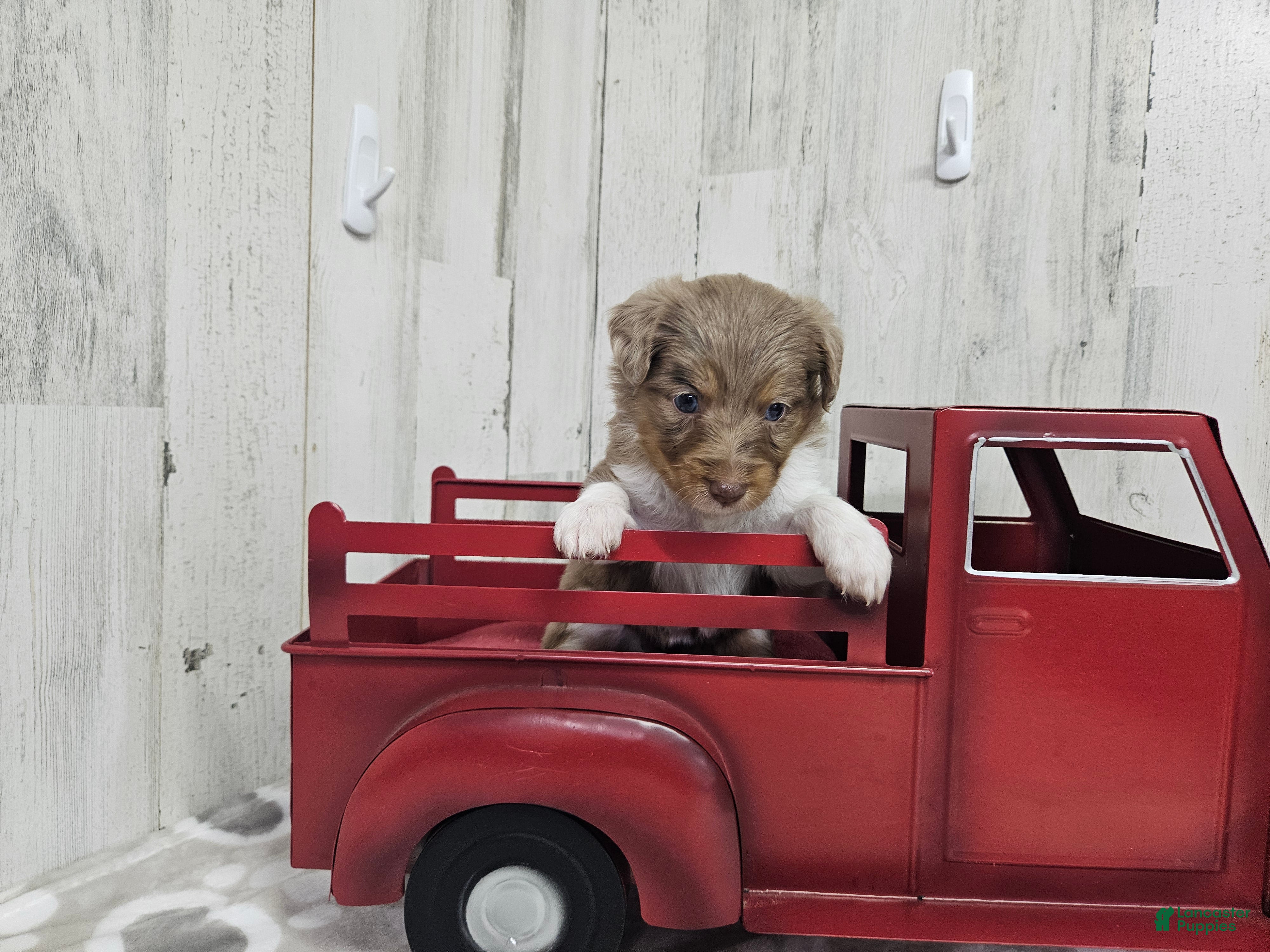 Mini Aussiedoodle dogs F1 Raspberry - Ad 38