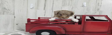 F1 Raspberry