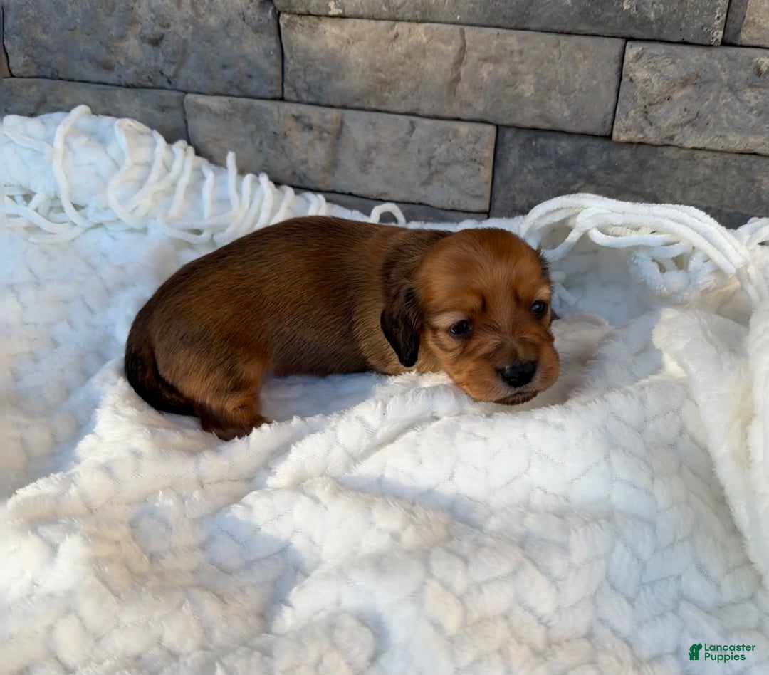 Miniature Dachshund dogs for sale: Coco - Ad 5