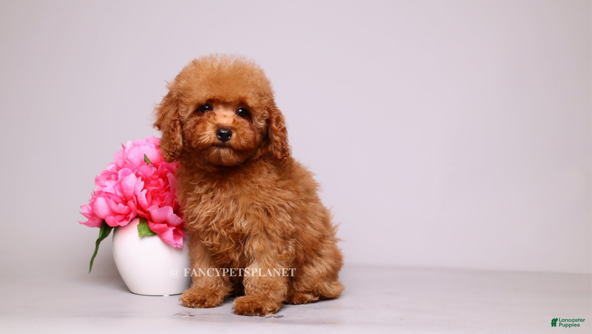 Toy Poodle dogs Francisca teddy bear dream  - Ad 2