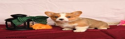 Welsh Corgi Pembroke dogs for sale: Oliver - Ad 5