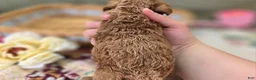 Cockapoo dogs for sale: Girdle - Ad 31