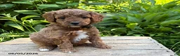 Goldendoodle dogs for sale: Avi  - Ad 2
