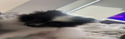 Pomeranian dogs for sale: Oreo - Ad 5