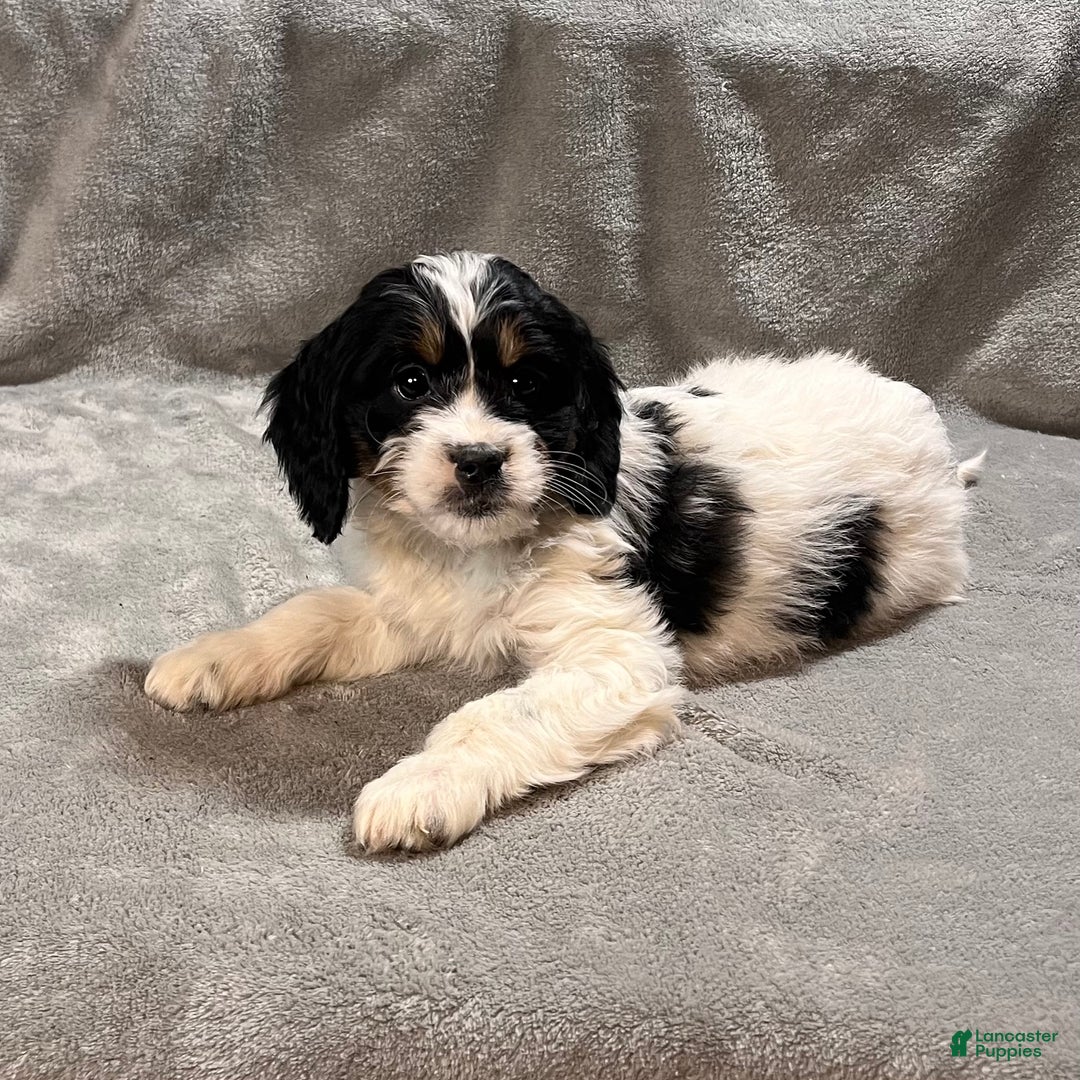 Mixed Breed dogs for sale: Gigi - Ad 2