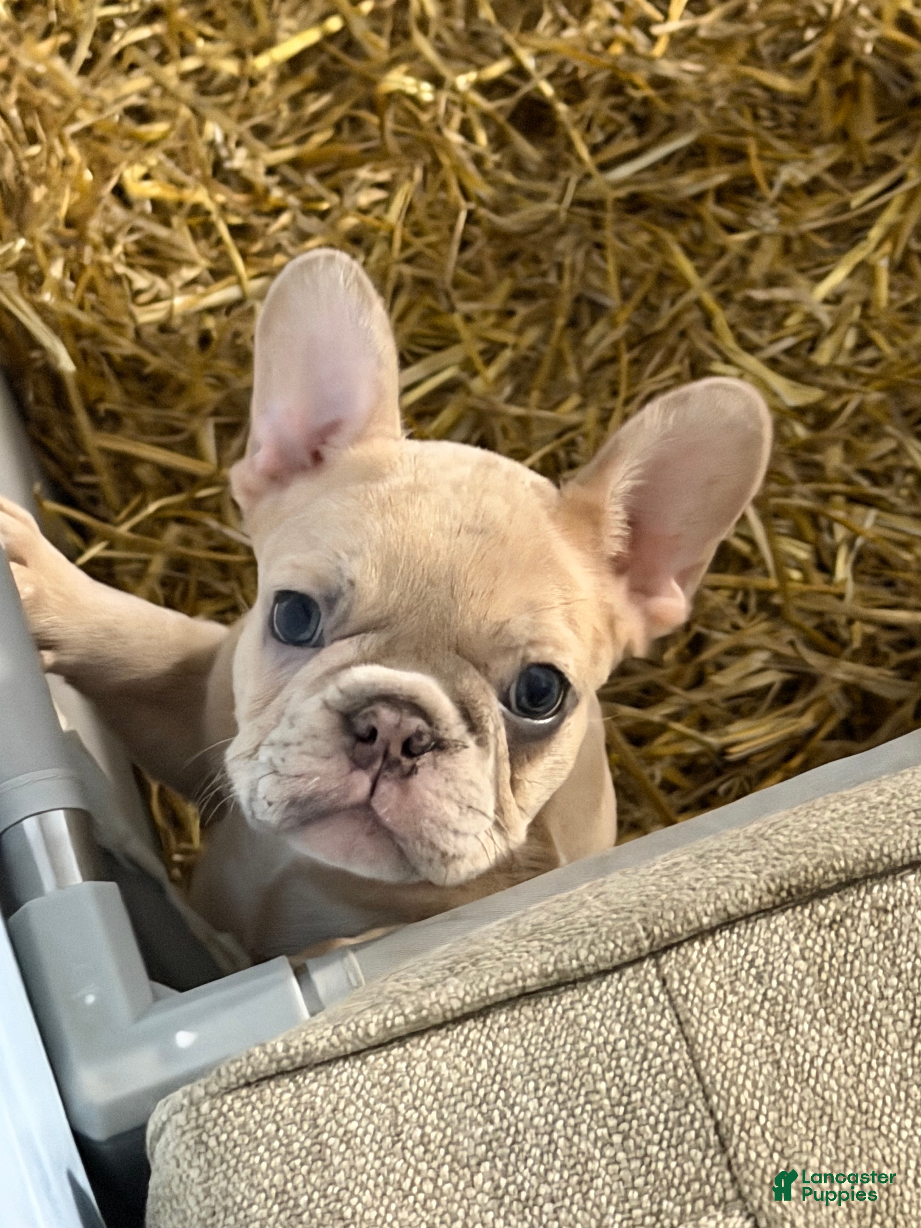 French Bulldog dogs for sale: French Bulldog 2 - Ad 2