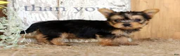 Morkie dogs for sale: Olive - Ad 6