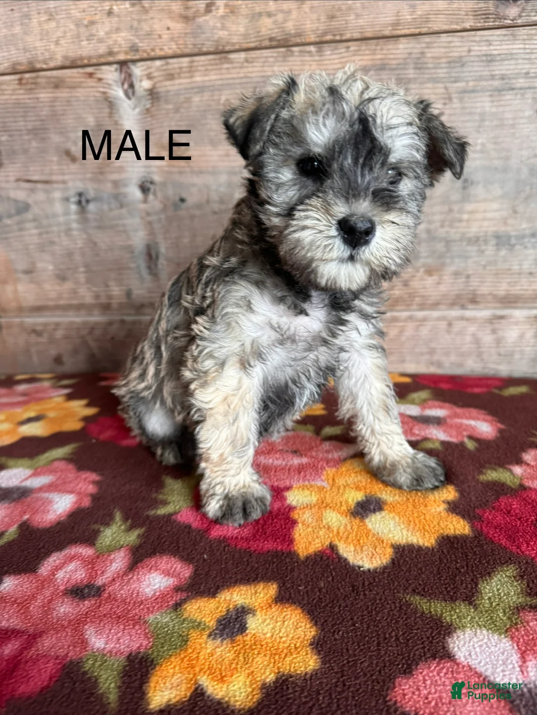 Miniature Schnauzer dogs for sale: Miniature Schnauzer Puppy 5 - Ad 1