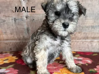 Miniature Schnauzer dogs Miniature Schnauzer Puppy 5 - Ad 38