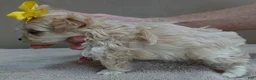 Maltipoo dogs for sale: Niko TEACUP 1 lb 2 ozs - Ad 11