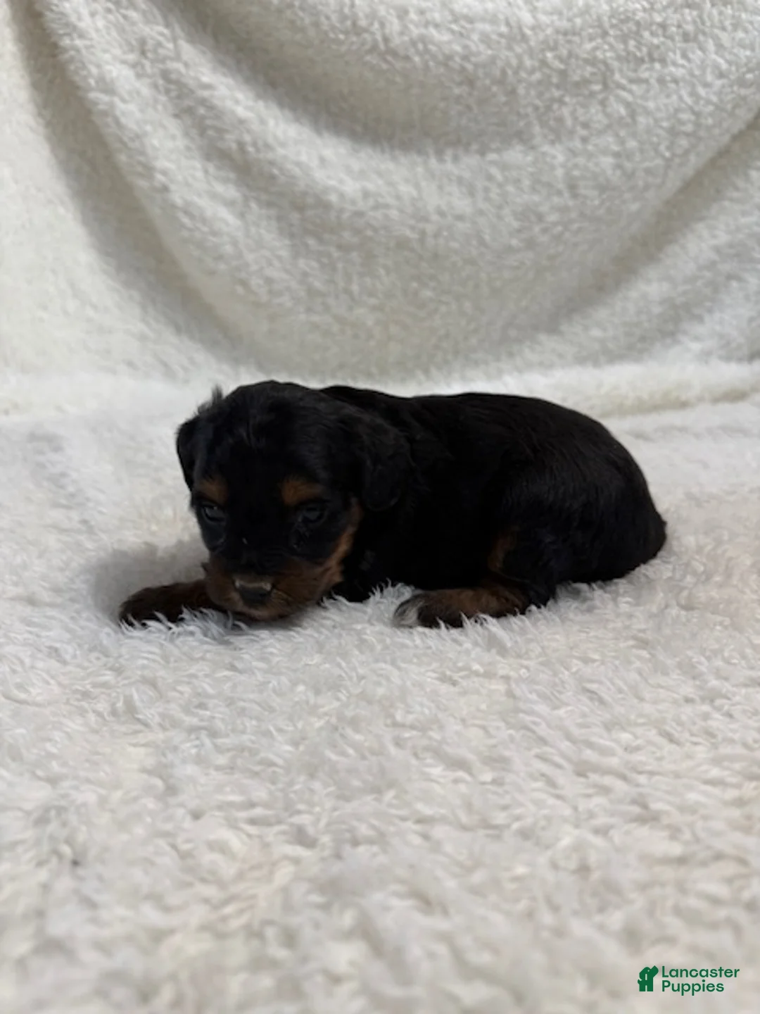 Cavapoo dogs for sale: Cavapoo Puppy 6 - Ad 3