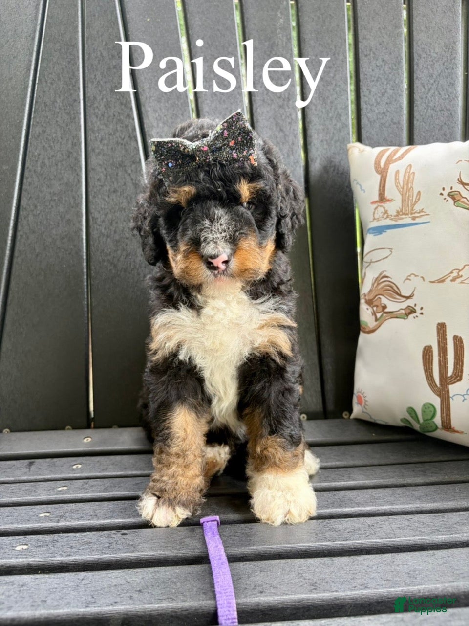 Bernedoodle dogs Paisley - Ad 2