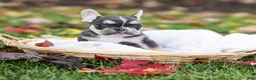 French Bulldog dogs for sale: Colby - Ad 3