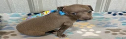 Italian Greyhound dogs for sale: Shark - Ad 6