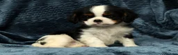 Cavalier King Charles Spaniel dogs for sale: Koby - Ad 7