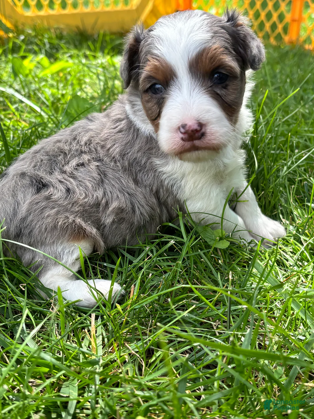 Aussiedoodle dogs for sale: Aussiedoodle 1 - Ad 2