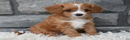 Cavapoo dogs for sale: Remi - Ad 6