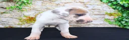 Great Dane dogs for sale: Apollo - Ad 9