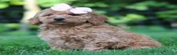Mini Goldendoodle dogs for sale: Lilly - Ad 8