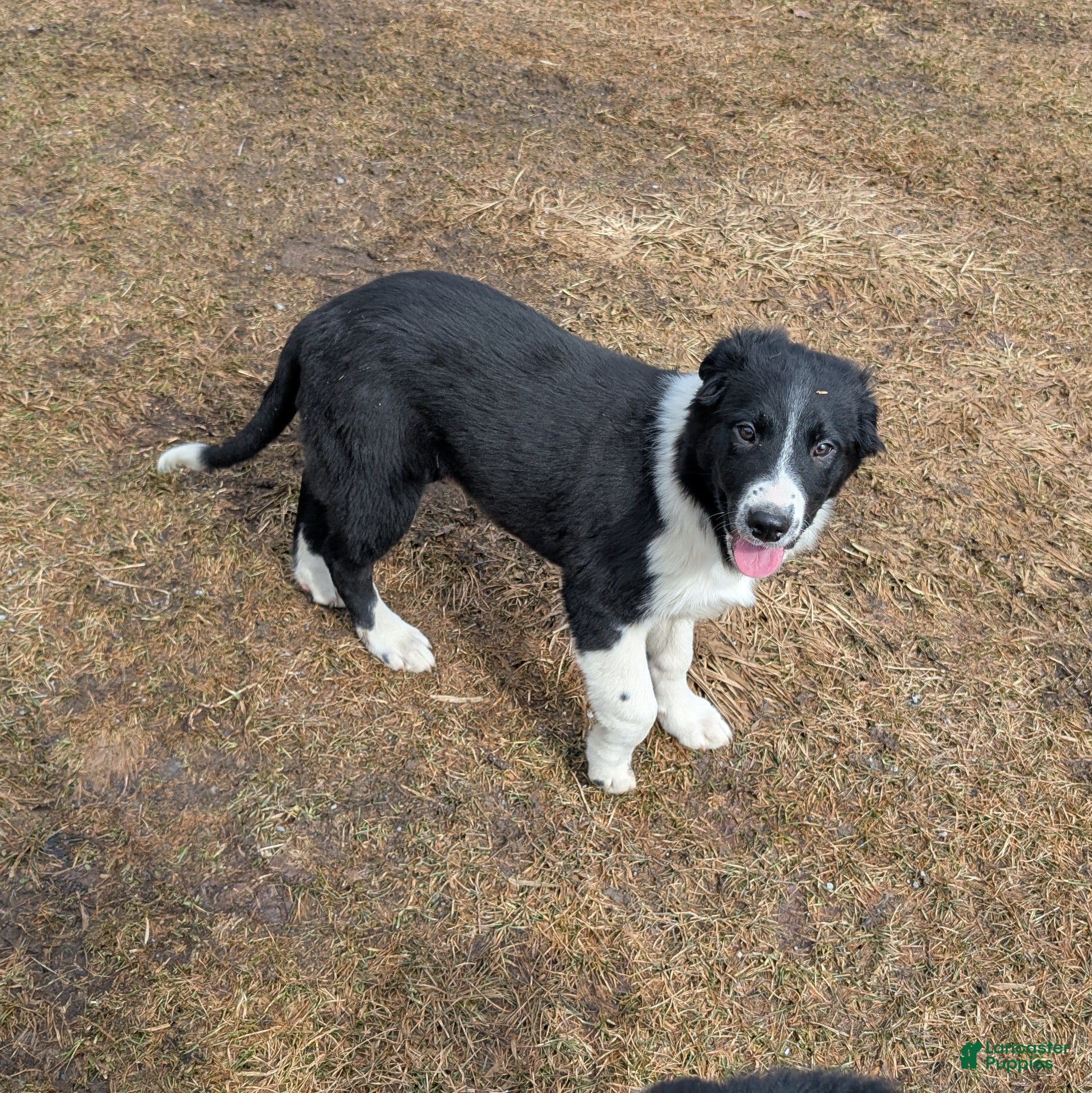 Mixed Breed dogs Chevy - Ad 1